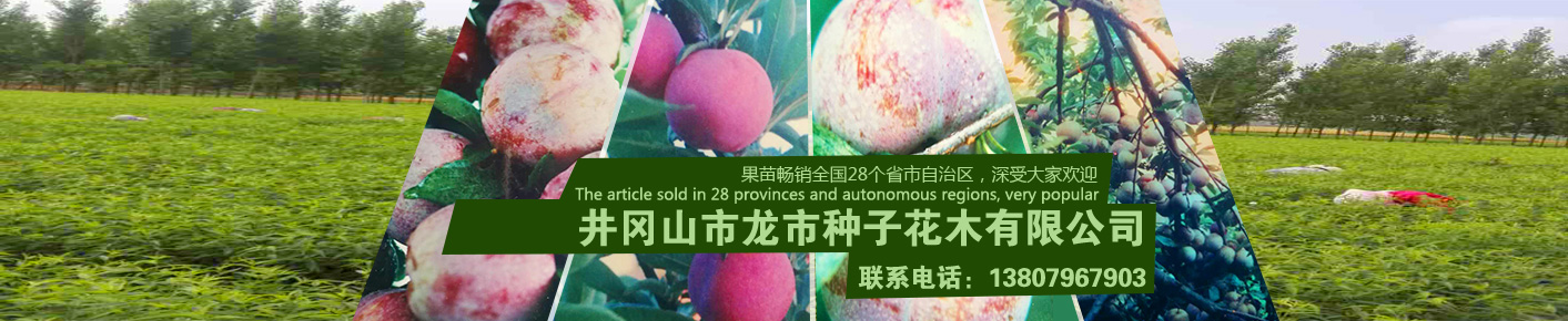 福建泉州閩光鋼鐵有限責任公司-福建省安溪縣湖頭鎮-三鋼閩光子公司-泉州閩光鋼鐵歡迎您